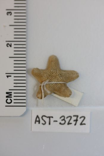Media type: image;   Invertebrate Zoology AST-3272 Description: Preserved specimen.;